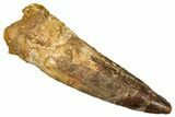 Fossil Spinosaurus Tooth - Real Dinosaur Tooth #340671-1